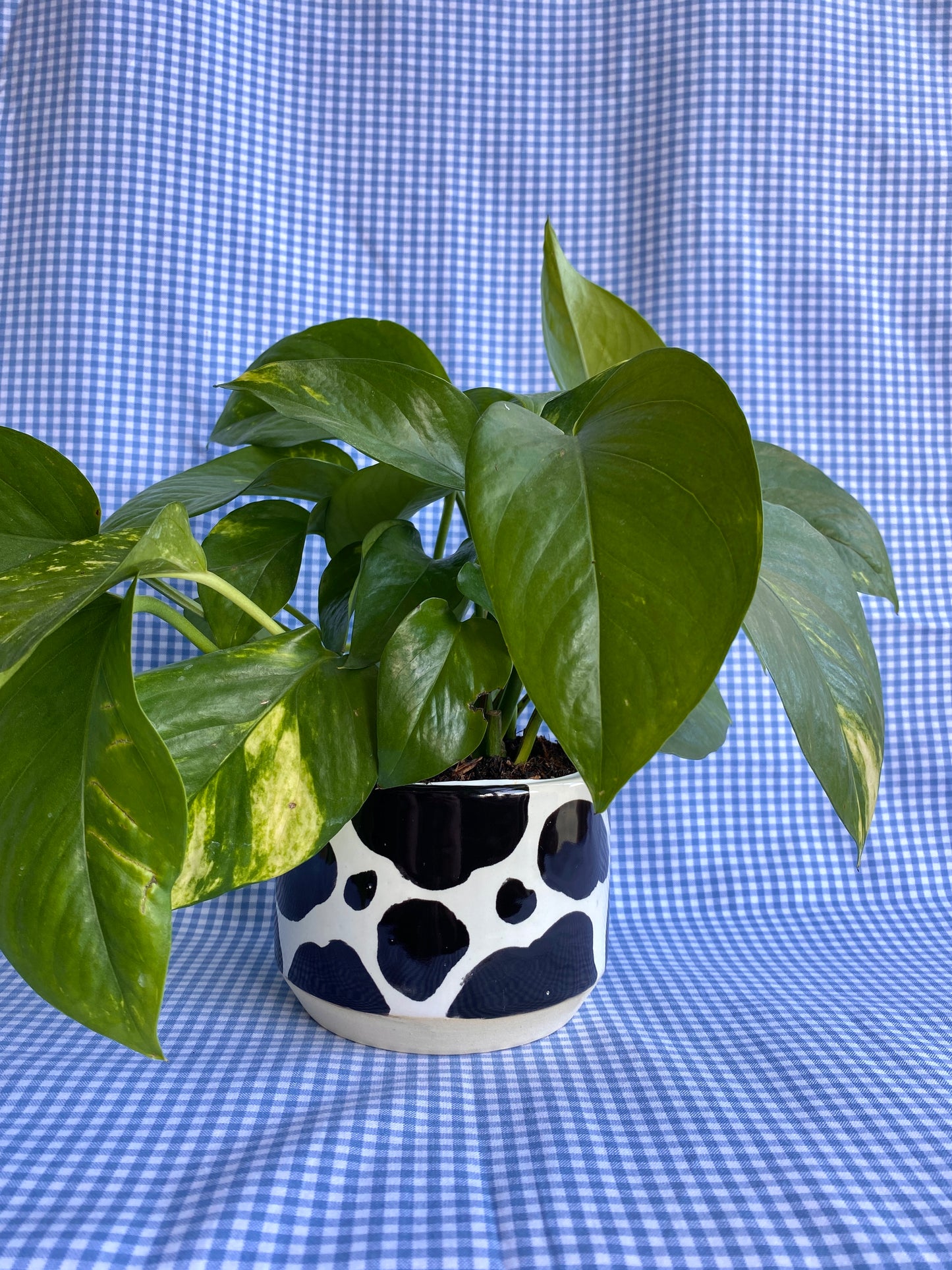 B+W Cow Planter