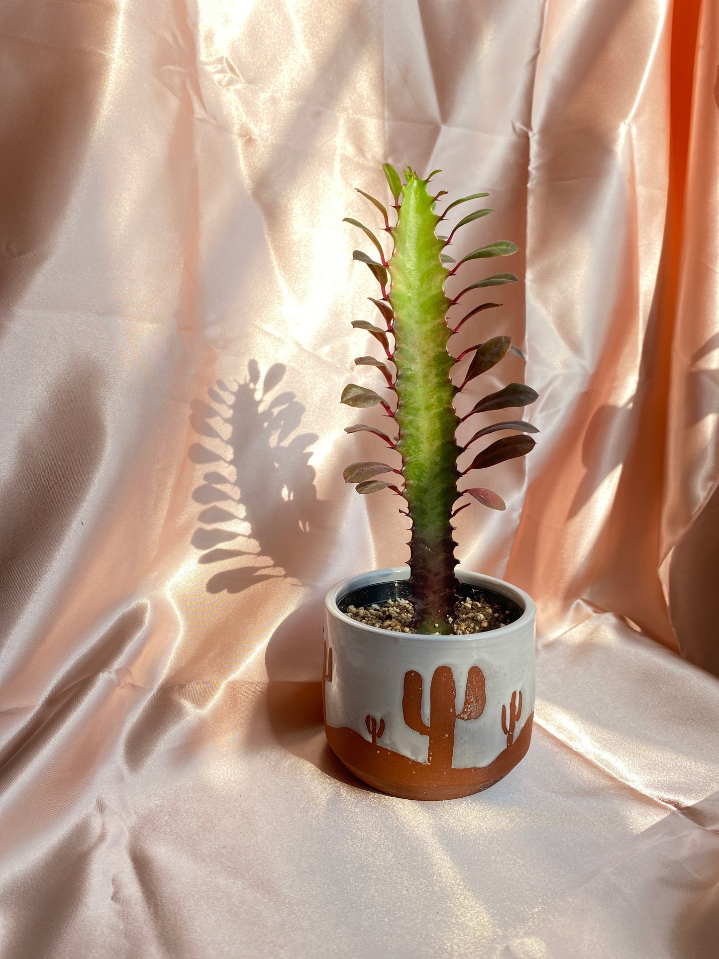 Desert Landscape Planter
