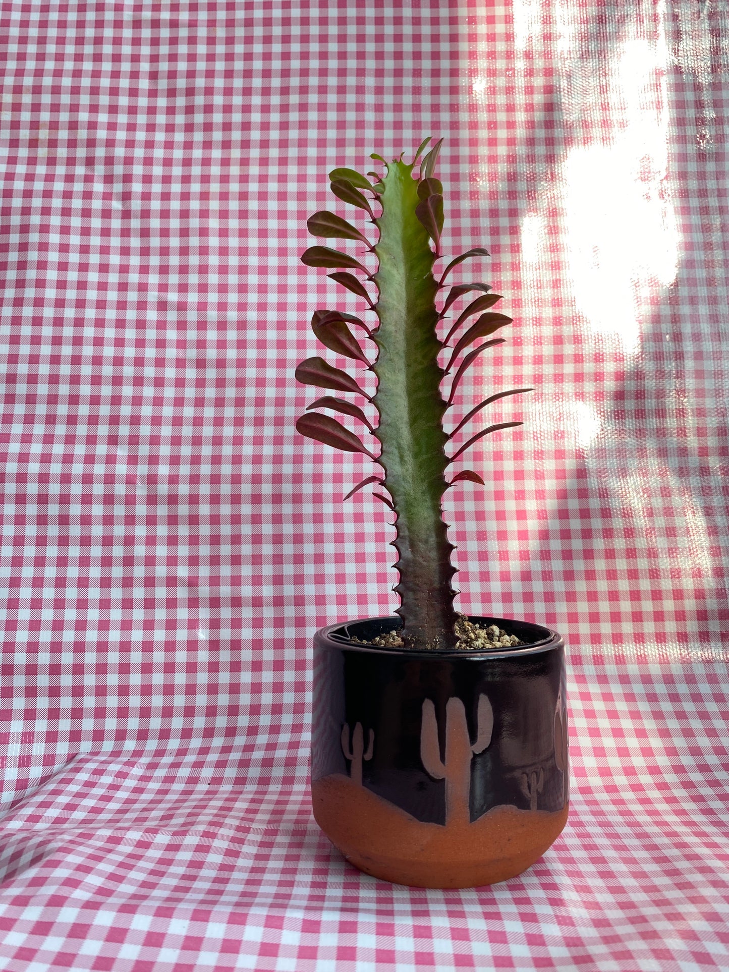 Desert Landscape Planter
