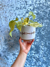 Load image into Gallery viewer, Speckle Barbed Wire Planter
