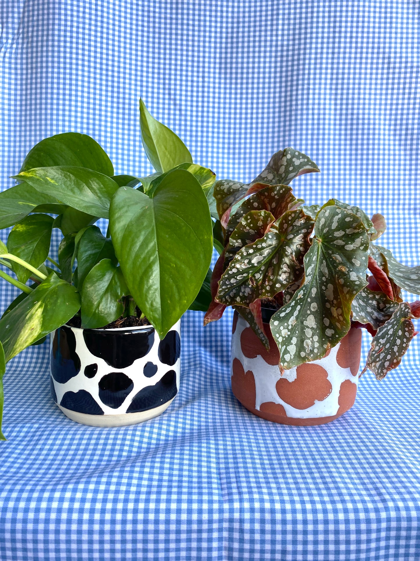 Brown Cow Planter